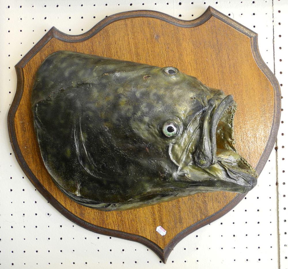 Taxidermy Mounted Halibut Head, 18" x 22". (1 of 2)