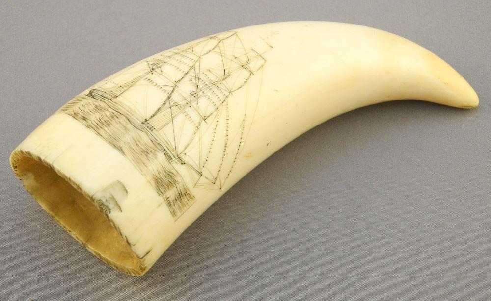 Antique Scrimshaw Whale's Tooth, "Tall Ship" 4 3/4" High, No Export.: Antique Scrimshaw Whale's Tooth, "Tall Ship" 4 3/4" High, No Export.