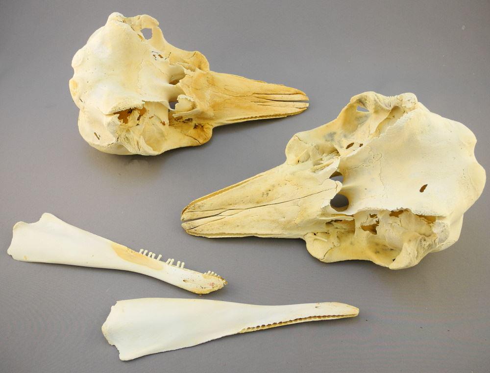 Two Dolphin Skulls with Two Mandibles, No Export. (1 of 2)