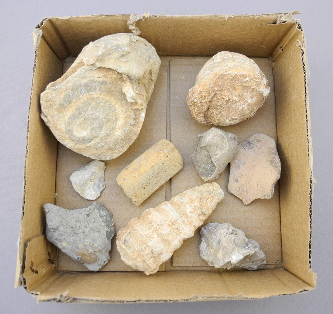 Collection of Various Fossils & Pottery Fragments, No Context, Largest 3 3/4" Long (1 of 1)