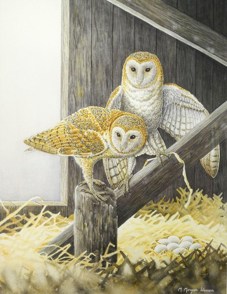 Watercolor Signed M. Morgan Warren, "Barn Owls" 27 1/2" x 21 1/8". (1 of 4)