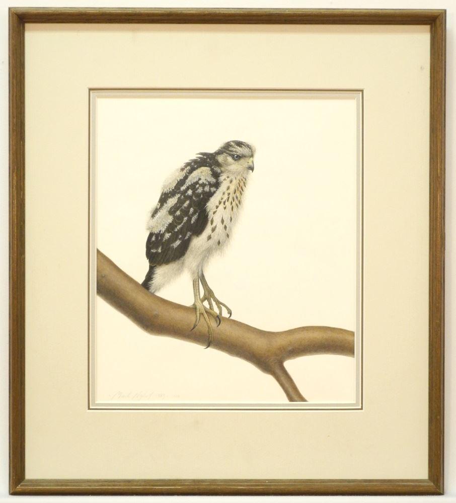 Watercolour Signed Mark Nyhof 1983/4, 11 3/4" x 10", "Young Coopers Hawk" - no glass. (1 of 6)