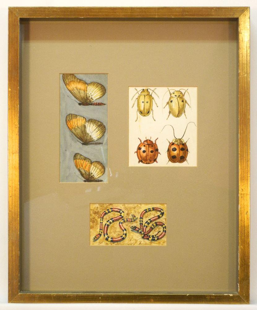 Watercolour - unsigned of "Insects & Reptiles", 20" x 16". (1 of 2)