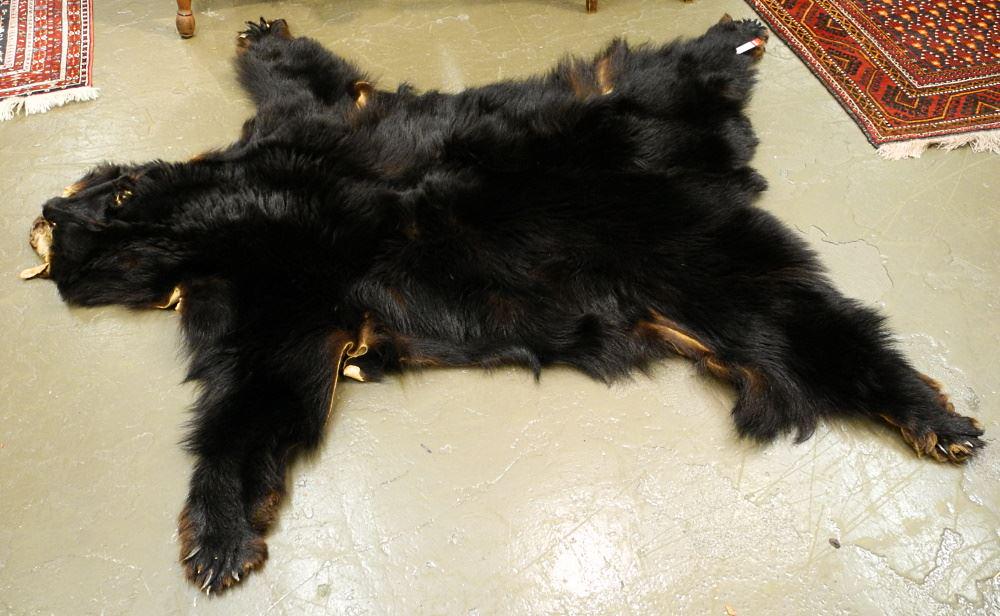 Bear Skin, 72" L, No Export.: Bear Skin, 72" L, No Export.