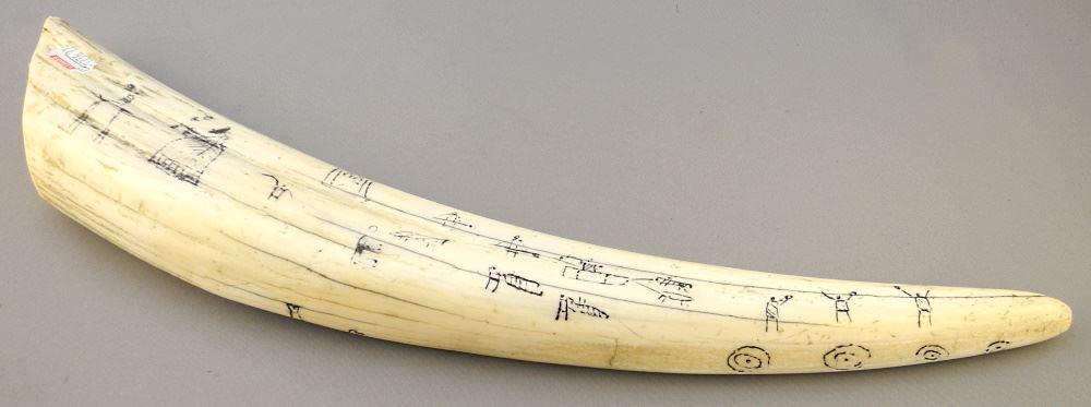 Scrimshaw Walrus Tusk, 17".: Scrimshaw Walrus Tusk, 17".