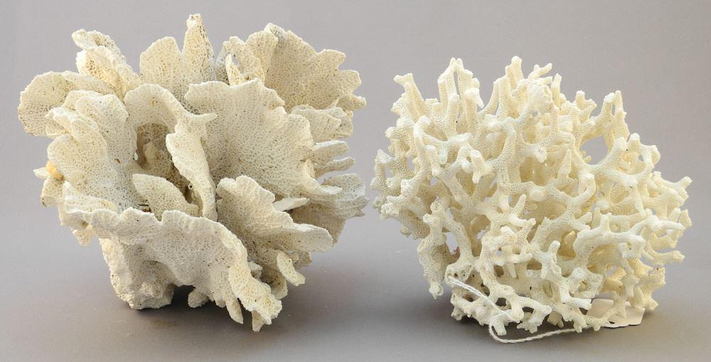 Two Coral Specimens, 6 1/2" X 7" W, No Export. (1 of 1)