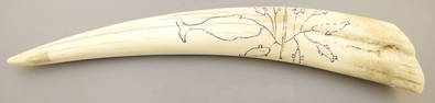 Scrimshaw Walrus Tusk, 17 1/4".