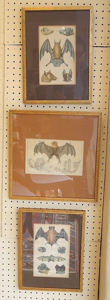 Three 19th Century Colour Engravings of Bats, approx. 9 1/2' x 6". (1 of 1)