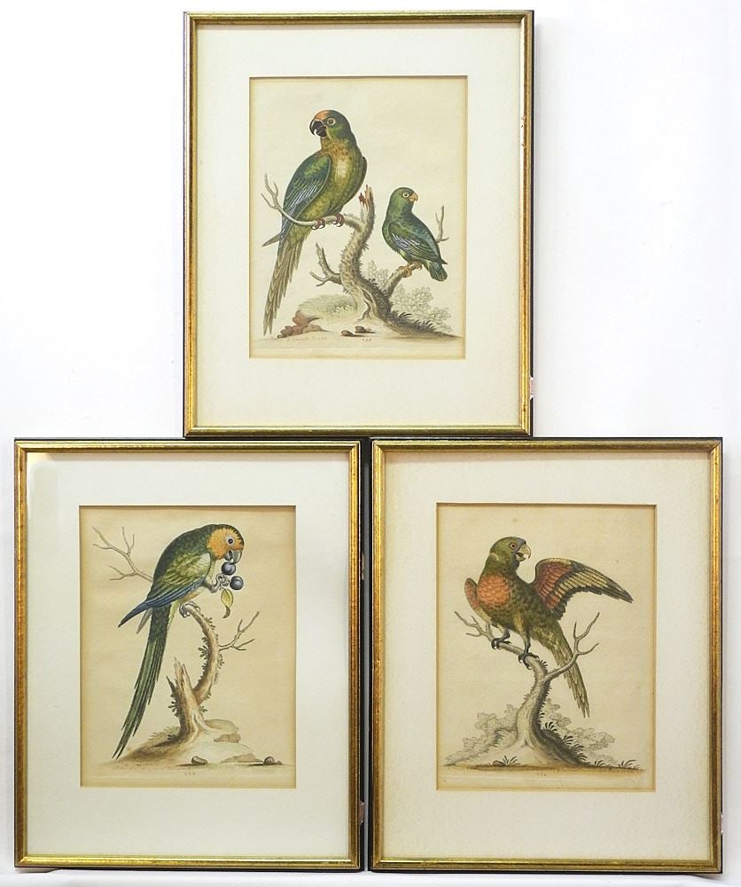 3 G. Edwards "Parrot" Coloured Engravings, 9 5/8 x 7 3/8". (1 of 4)