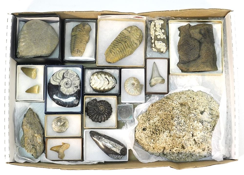 Collection of Fossil Specimens, 17 Pieces.: Collection of Fossil Specimens, 17 Pieces.