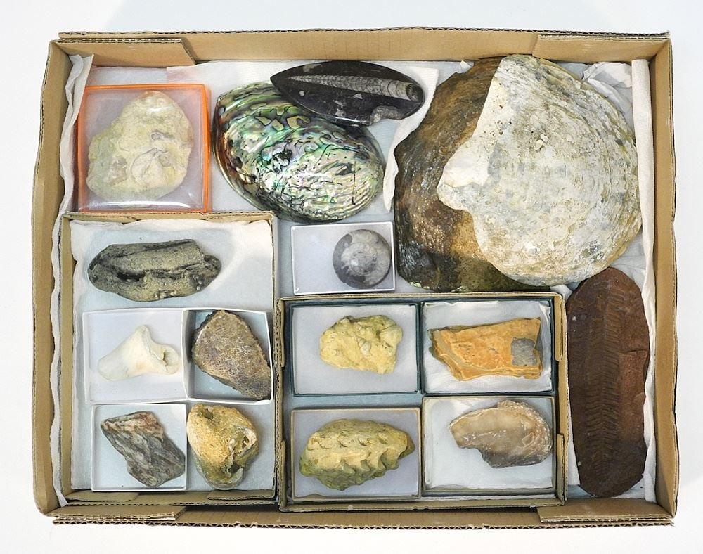 Collection of Fossil Specimens.: Collection of Fossil Specimens.