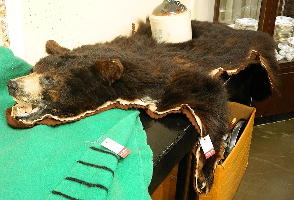 Bear Skin with Felt Backing, Approximately 66"L. (1 of 2)