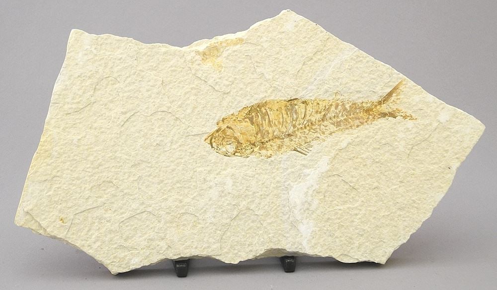 Green River Fish Fossil, 9 1/4"W / Specimen 4 1/4"W.: Green River Fish Fossil, 9 1/4"W / Specimen 4 1/4"W.