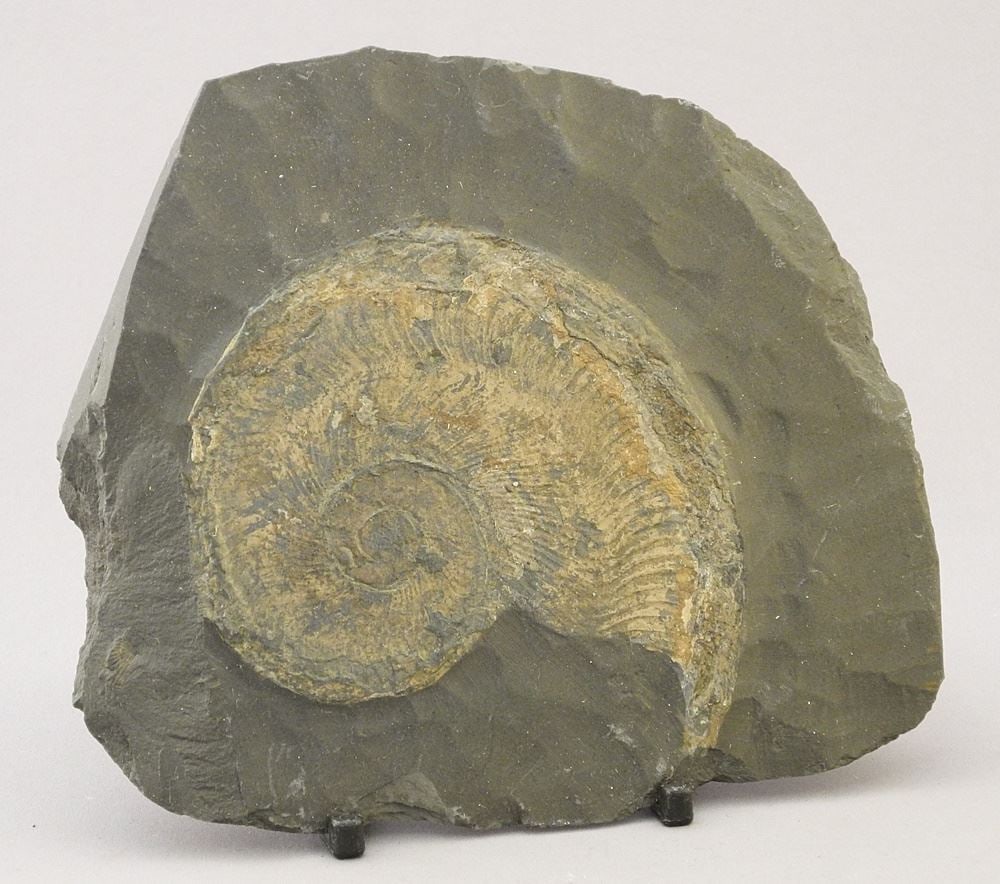 Ammonite Fossil on Slate, 5 3/4"W.: Ammonite Fossil on Slate, 5 3/4"W.