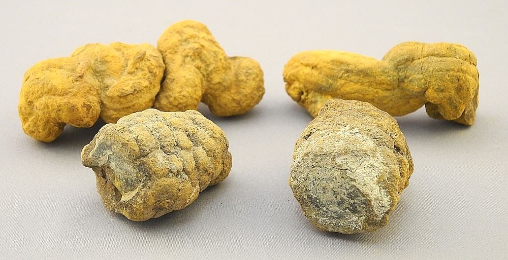 4 Dinosaur Coprolite, 1 1/2" - 2 3/4"L. (1 of 3)