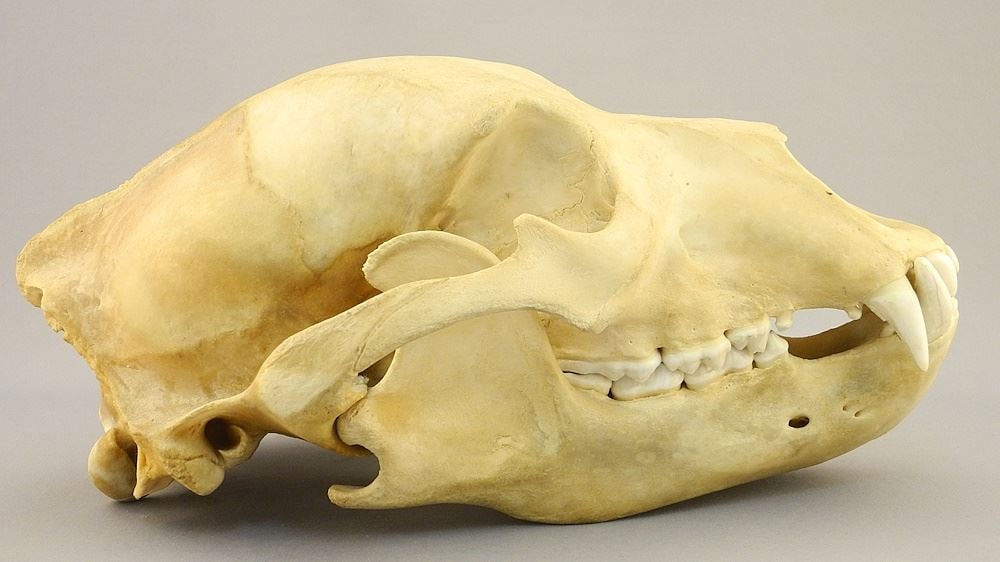 Black Bear Skull, Old Crow Y.T, 1968, 12 1/4", NO EXPORT. (1 of 3)