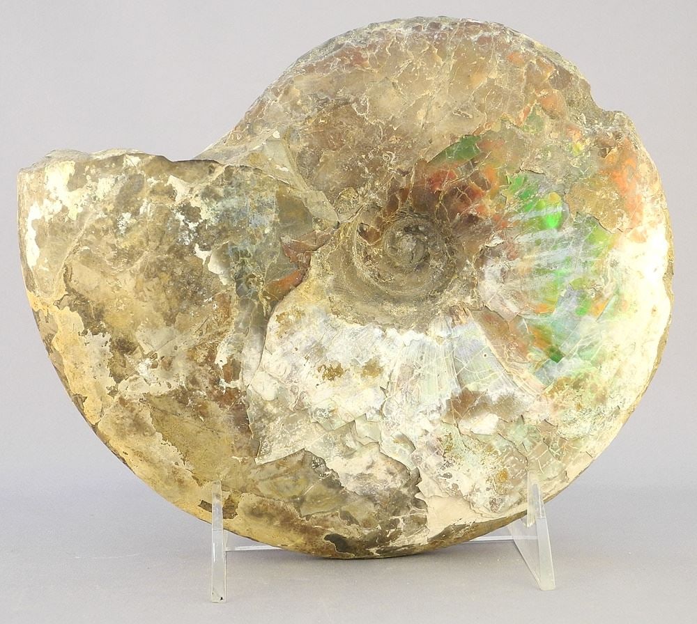 Unpolished Ammonite Fossil, 7 1/4" wide. (1 of 3)