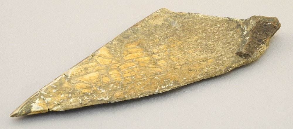 Dinosaur Fossil, 5 5/8"L. (1 of 3)