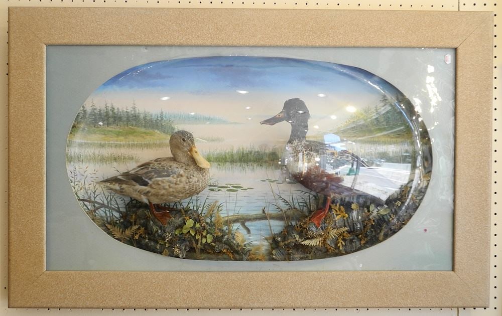 Taxidermy Duck Diorama, 37" x 20 1/2".: Taxidermy Duck Diorama, 37" x 20 1/2".