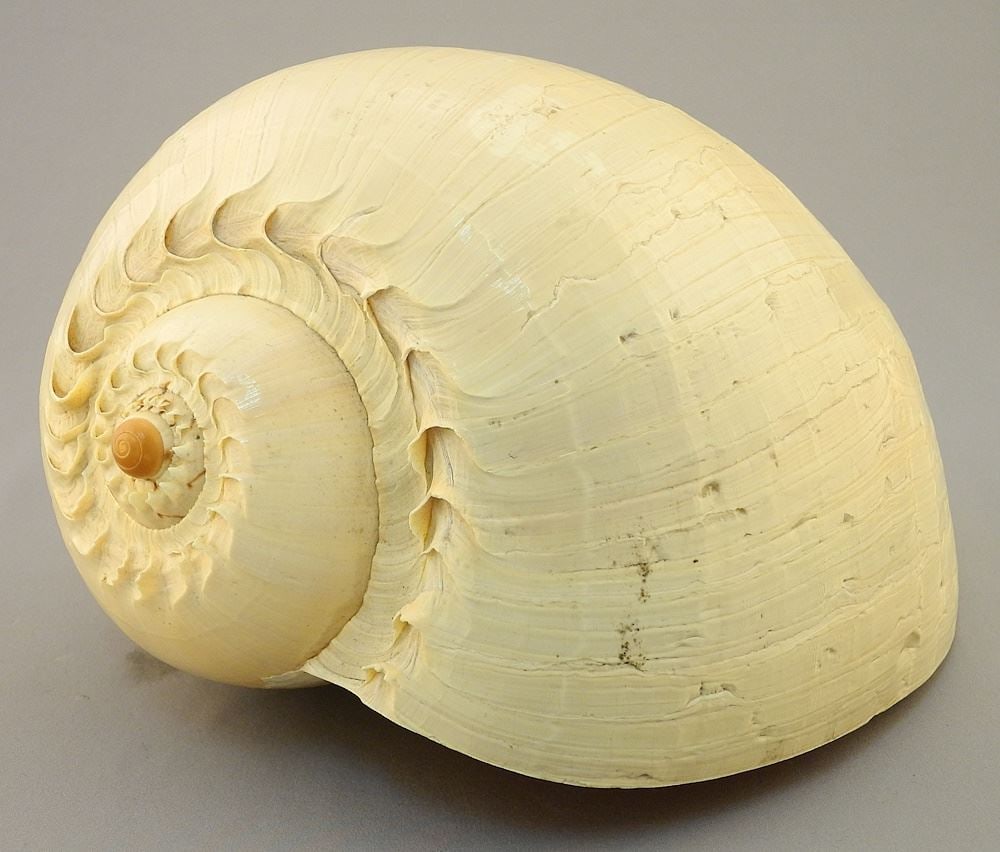 Shell Specimen: Turbinalla Pyrum, 11"L, NO EXPORT. (1 of 2)
