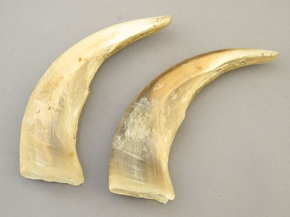 2 Grizzly Bear Claws, 3 1/2"L, NO EXPORT. (1 of 1)
