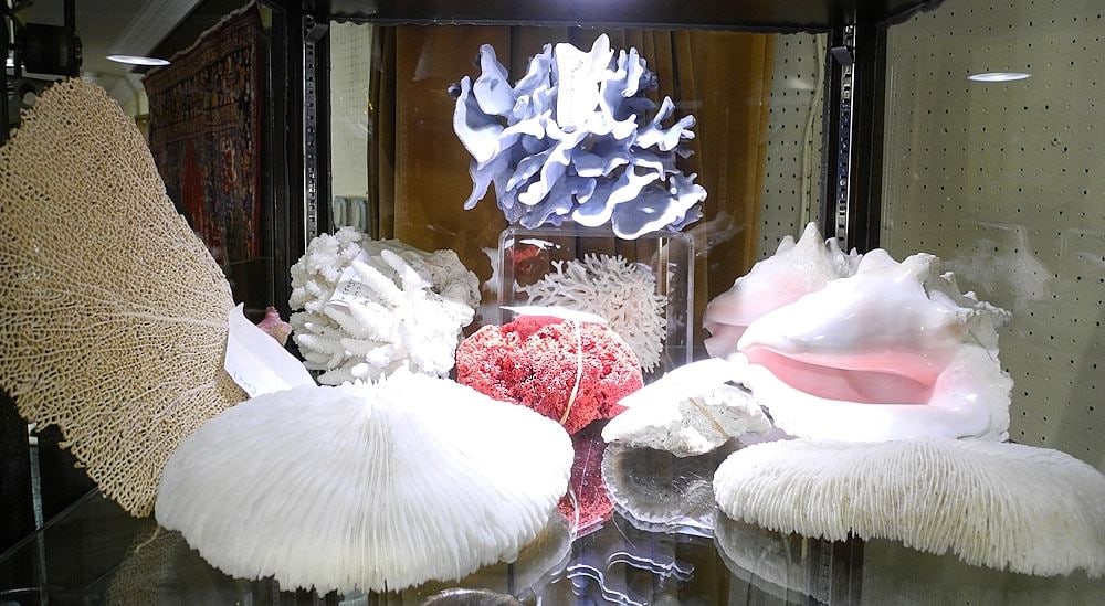 Collection of Coral & Shell Specimens, NO EXPORT. (1 of 2)