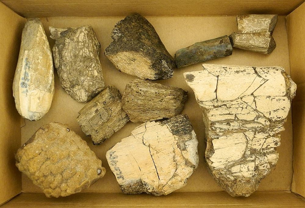 Collection of Fossilized Dinosaur Bones. (1 of 2)
