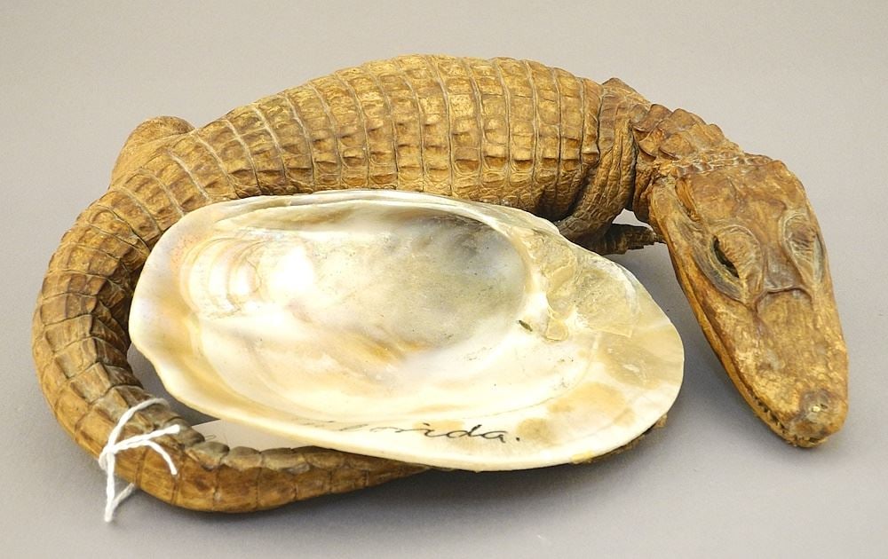 "Florida" Baby Alligator Ashtray, 8 3/8"w, NO EXPORT.: "Florida" Baby Alligator Ashtray, 8 3/8"w, NO EXPORT.