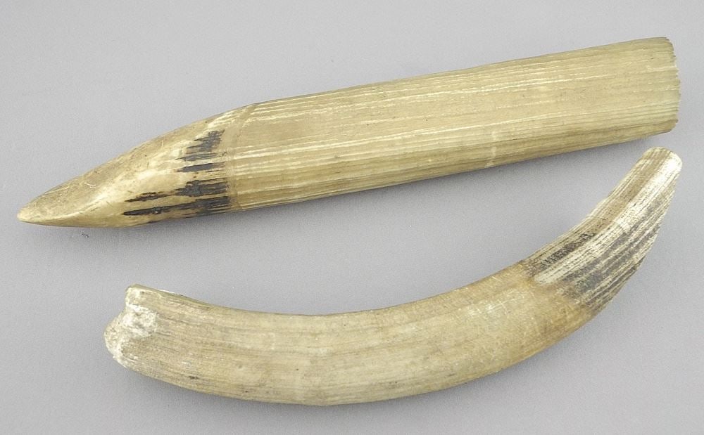 2 Congolese Tusk Section, 7 1/2" - 9"L, NO EXPORT.: 2 Congolese Tusk Section, 7 1/2" - 9"L, NO EXPORT.