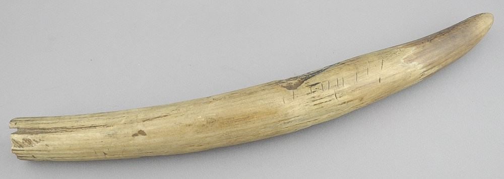 Congolese Tusk Section, 15 1/4"L, NO EXPORT.: Congolese Tusk Section, 15 1/4"L, NO EXPORT.