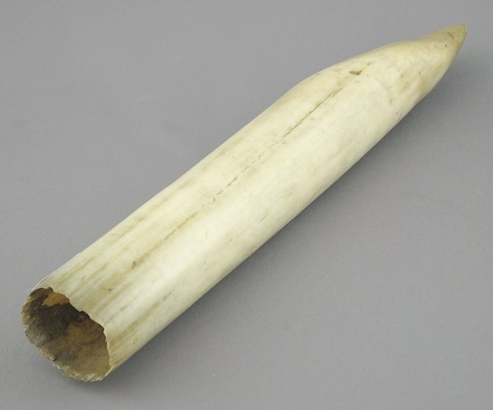 Congolese Tusk Section, 8 3/4"L, NO EXPORT.: Congolese Tusk Section, 8 3/4"L, NO EXPORT.