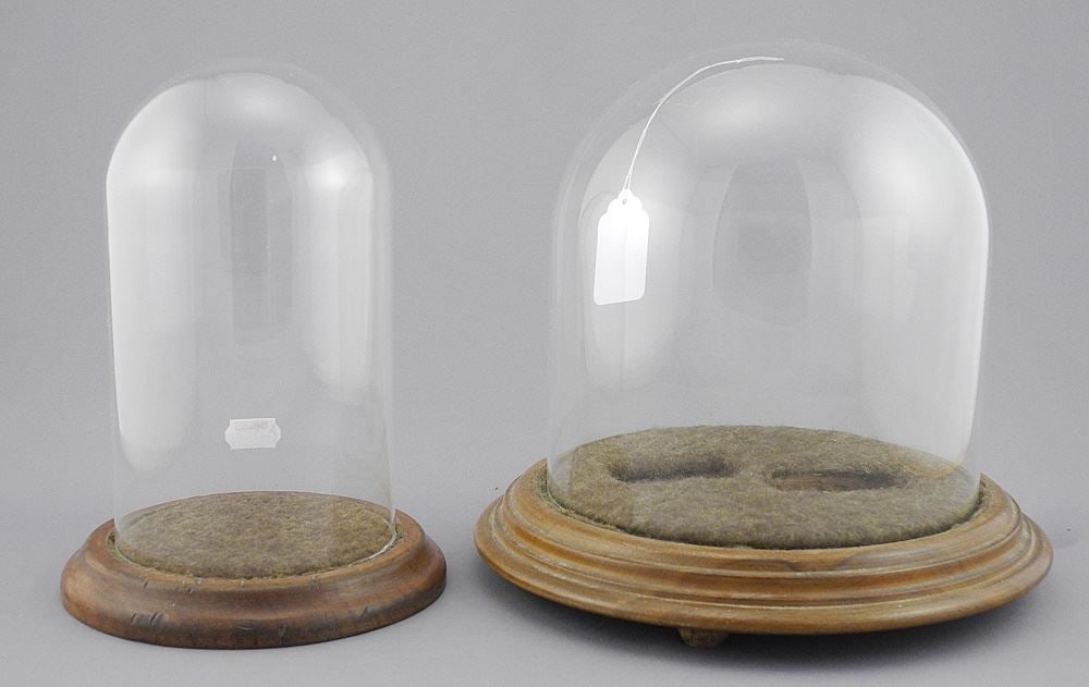 Pair of Old Wood Based Bell Jars, 7 1/2" & 7 3/4"h. (1 of 3)