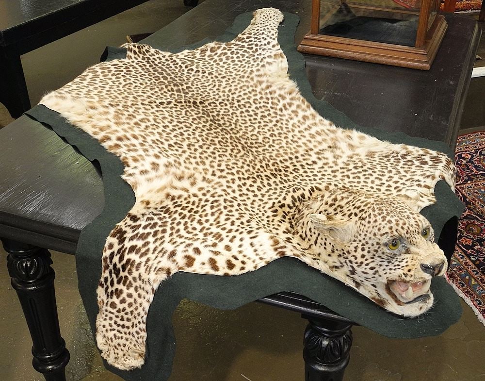 Old Leopard Pelt with Felt Backing, Approximately 81"L, NO EXPORT. (1 of 4)