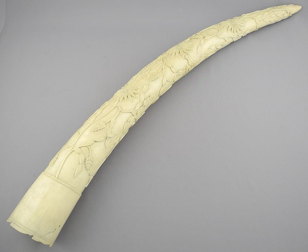 Congolese Tusk with Floral Decoration, 26 1/4"L, NO EXPORT.: Congolese Tusk with Floral Decoration, 26 1/4"L, NO EXPORT.