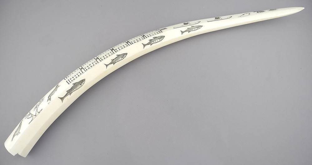 Walrus Tusk Scrimshaw Cribbage Board , 22 3/4"L, NO EXPORT.: Walrus Tusk Scrimshaw Cribbage Board , 22 3/4"L, NO EXPORT.