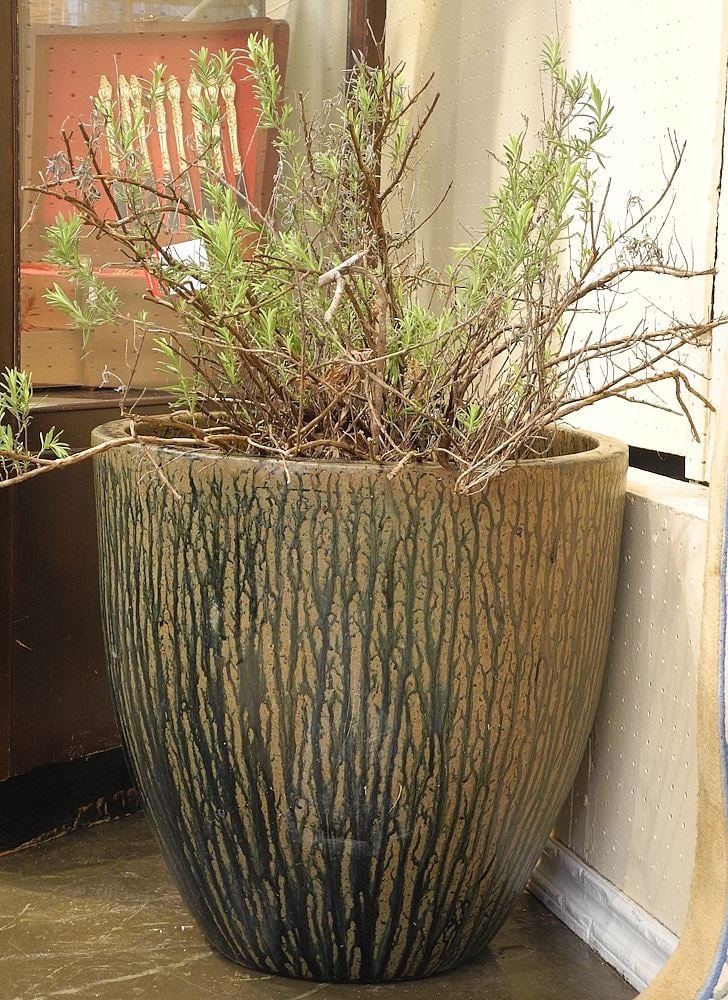 Planter with Plant.: Planter with Plant.