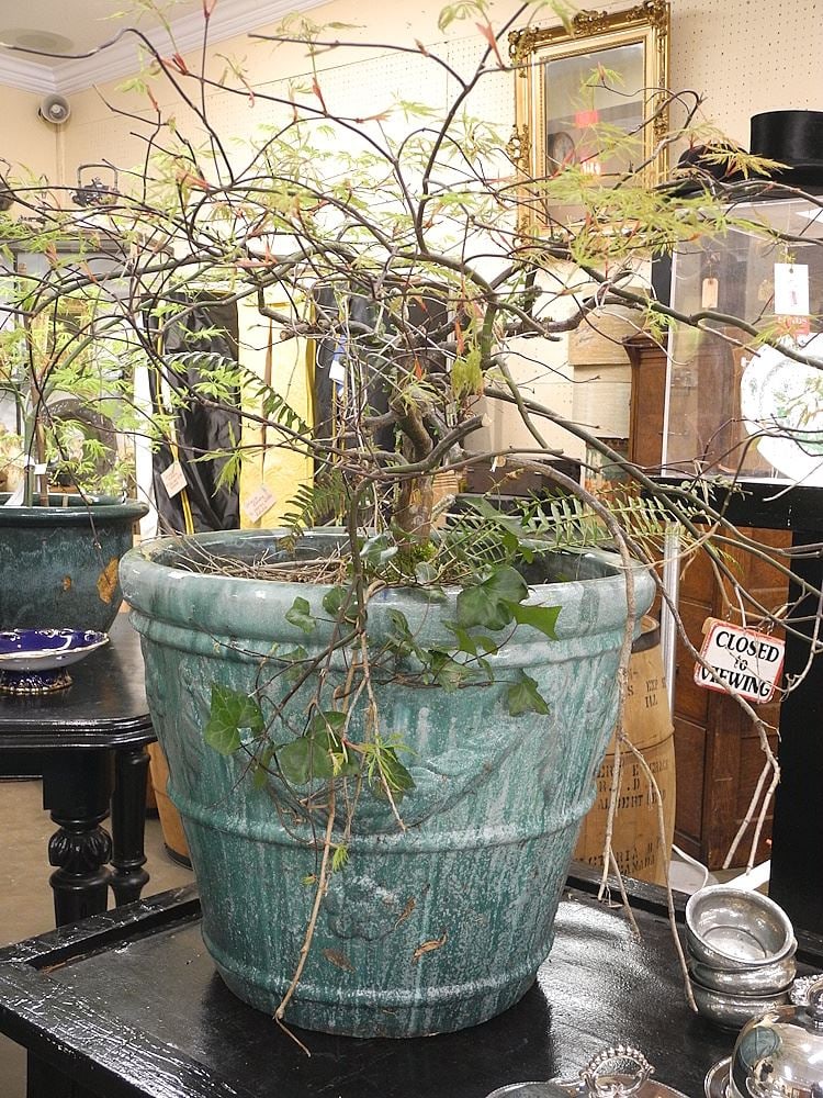Planter with Plant.: Planter with Plant.