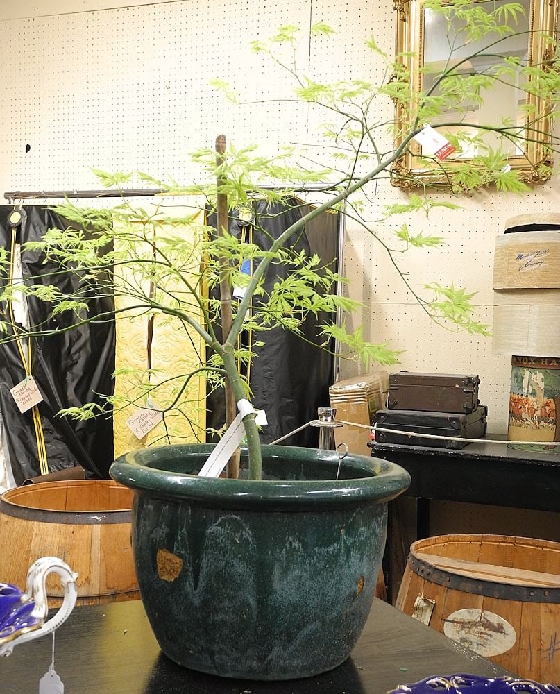 Planter with Plant.: Planter with Plant.