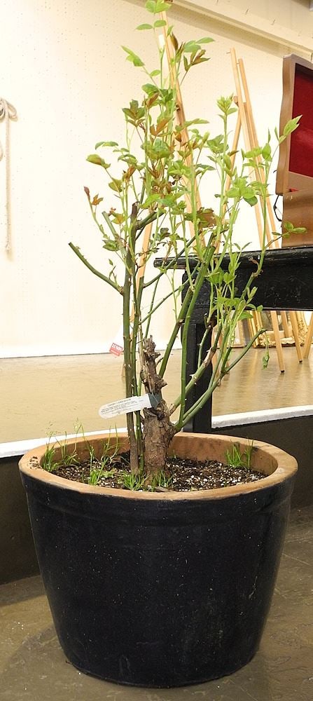 Planter with Plant.: Planter with Plant.