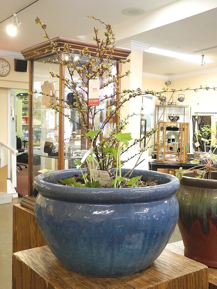 Planter with Plant.: Planter with Plant.
