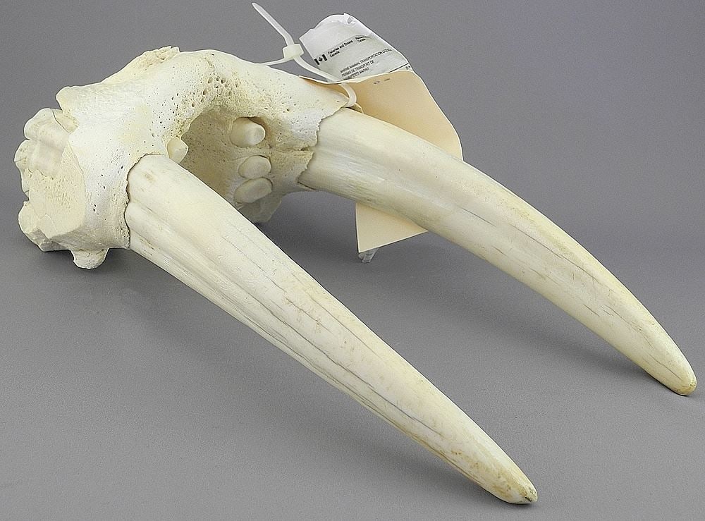 Walrus Skull Section with Marine Mammal Transportation License, 14 5/8"h., NO EXPORT (1 of 2)