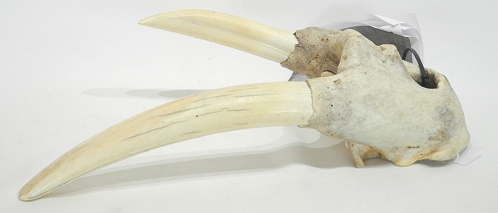 Walrus Skull Section with Three Tusks & Marine Mammal Transportation License, 15 1/8"h., NO EXPORT. (1 of 3)