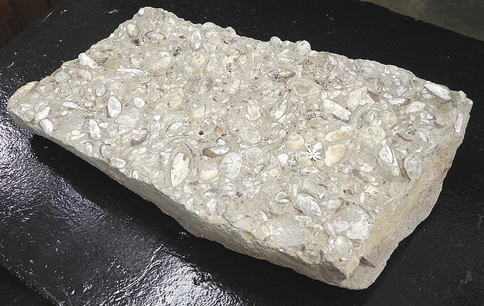 Fossil Specimen Acquired Jordan River Area, 19 x 11 x 4" (weight noted).: Fossil Specimen Acquired Jordan River Area, 19 x 11 x 4" (weight noted).