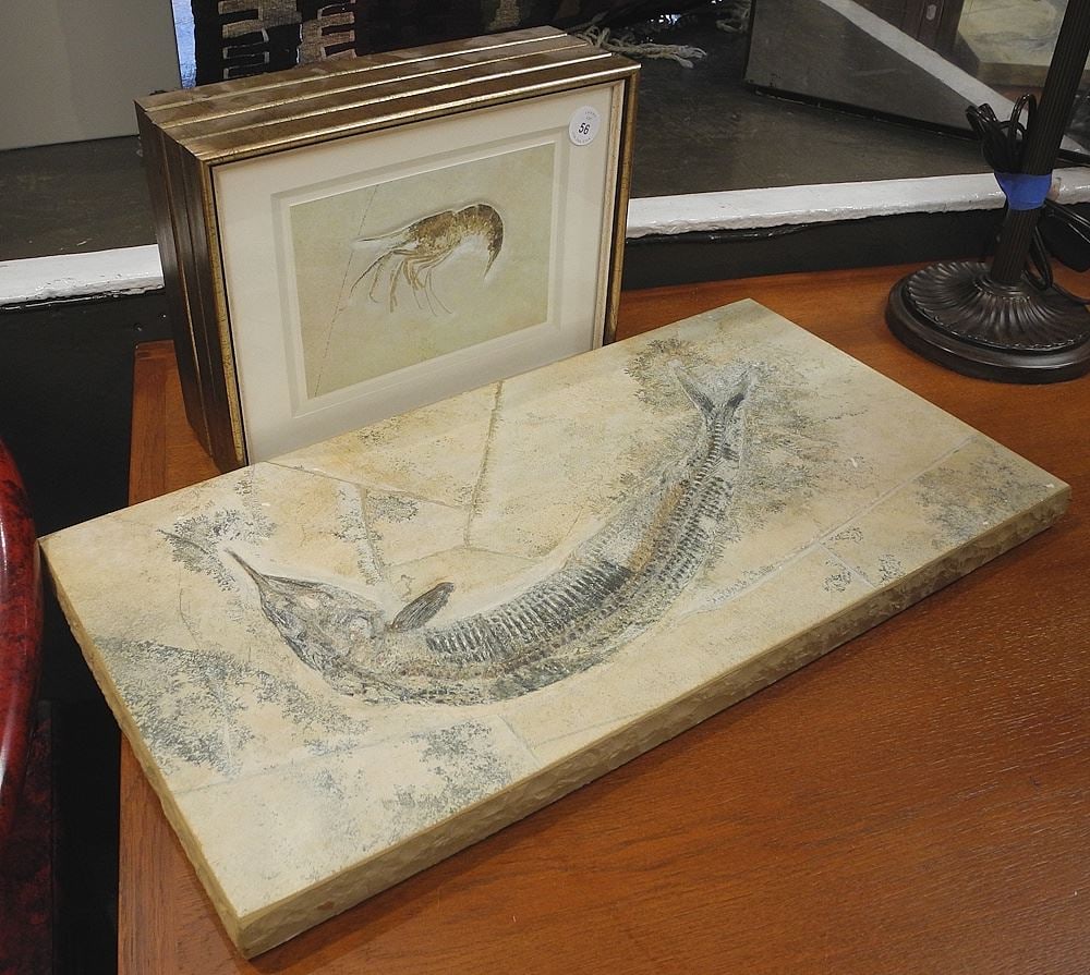 Five Embossed Paper Fossil Specimens, Four Framed, Largest 13 x 24 1/2". (1 of 1)