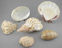 Collection of Sea Shells, Six Pieces , NO EXPORT.