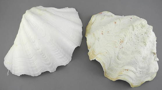 Two Giant Clam Shells (Tridacna Gigas), 11 3/8 & 10 5/8"w, NO EXPORT: Two Giant Clam Shells (Tridacna Gigas), 11 3/8 & 10 5/8"w, NO EXPORT