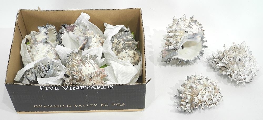 Collection of Spiney Sea Shells Acquired Baja 1970's, NO EXPORT. (1 of 3)