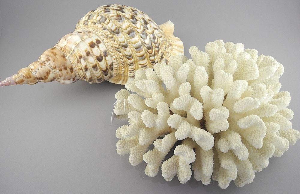 Two Coral & Shell Specimens, 11 1/2 & 13 1/4"L, NO EXPORT. (1 of 3)