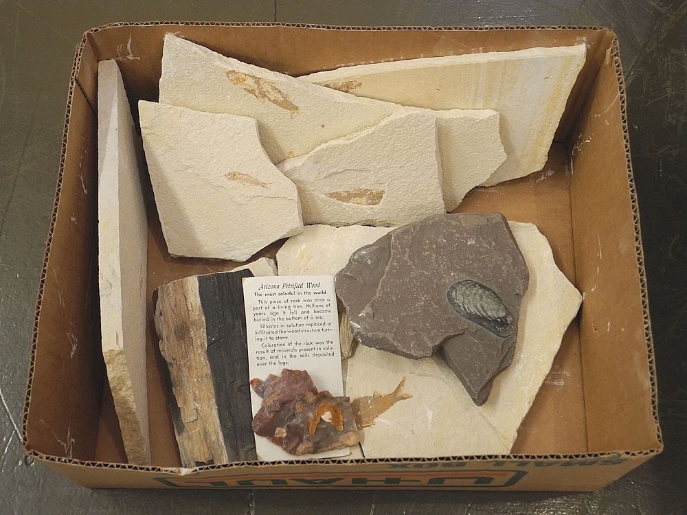 Collection of Fossil & Petrified Wood Specimens. (1 of 1)