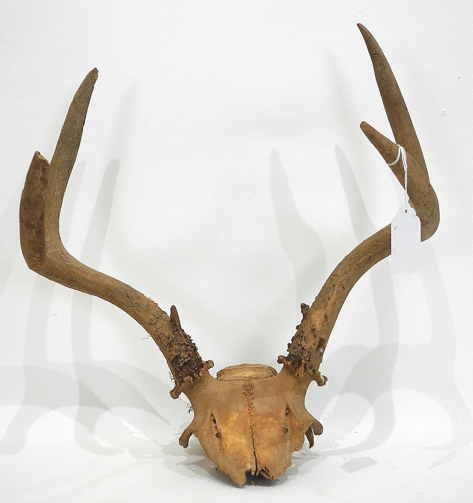 Deer Skull, 14 1/4"h (found on Pender Island).: Deer Skull, 14 1/4"h (found on Pender Island).